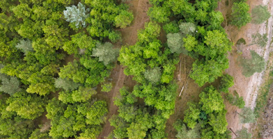 Groen bos dat de toewijding van het bedrijf aan het milieu en duurzaamheid vertegenwoordigt.